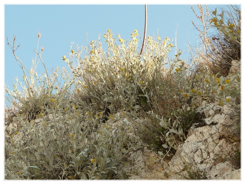 Pentanema verbascifolium (=Inula verbascifolia) / Enula candida